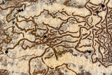 Nature abstract background with sea snail line trails in the water sand.