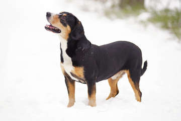 Entlebucher Mountain dog staying outdoors on a snow in winter