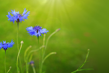 Blue cornflowers in bright sunlight.