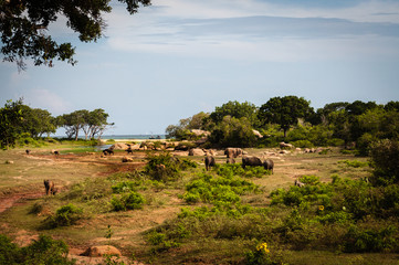 Fototapeta na wymiar Safari in Sri lanka. Seeing different animals. Buffaloes