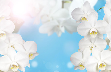 Fototapeta na wymiar White Orchid on a blue background.