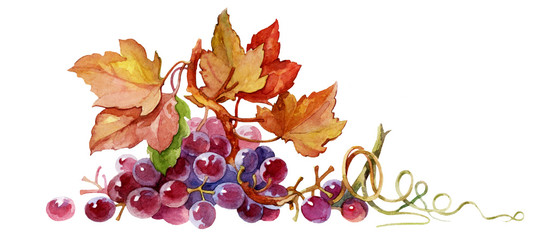 Branch of grapes. Grapes on white background, watercolor illustration. Colorful grapes painted in watercolor.