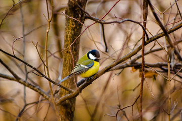 Tit on a branch in autumn