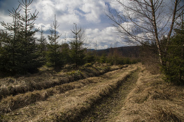 Fototapeta premium einsamer Wanderweg