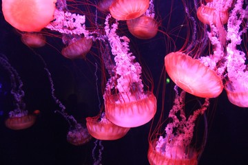glowing jellyfish © Nik