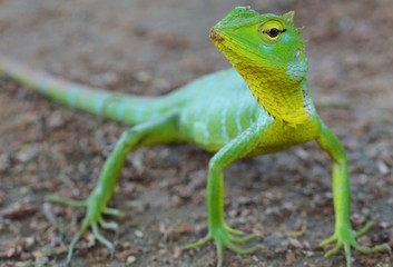 Bright green lizard