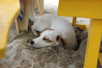 Dog on the sand