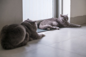 Cute British short hair cat, shot indoors