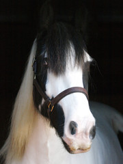 Piebald Horse Head Shot