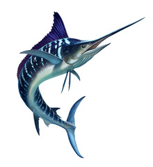 striped marlin on white, fish sword
