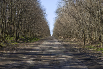Direct asphalt road through the spring forest with shadows from trees.