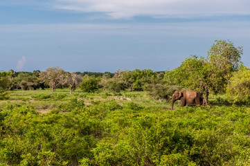 Safari in Sri lanka. Elephant walking through the jungle