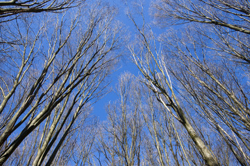 Tops of trees without leaves against the blue spring sky