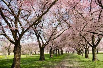 Frühlingserwachen, Glück, Freude, Sonne un Wärme genießen, Optimismus, Glückwunsch, alles Liebe: zarte, duftende japanische Kirschblüten vor blauem Frühlingshimmel :)