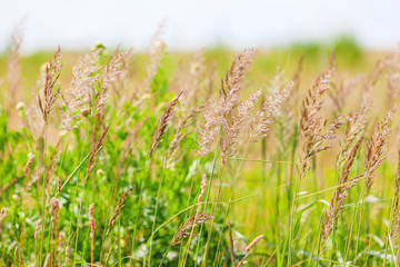 Natural summer background with grass on field. Warm sunny day.
