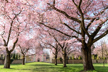 Obraz premium Frühlingserwachen, Glück, Freude, Sonne un Wärme genießen, Optimismus, Glückwunsch, alles Liebe: zarte, duftende japanische Kirschblüten vor blauem Frühlingshimmel :)