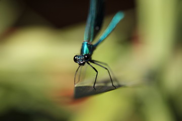 Dragonfly