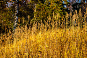 Dry grass on a hill in the sun in autumn
