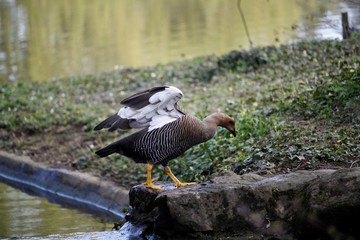 Canard