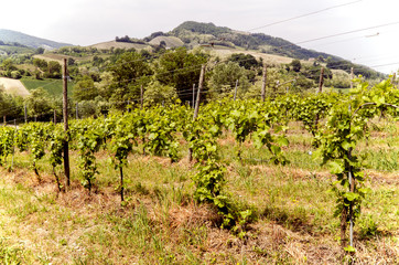 Fototapeta na wymiar Vineyard in Italian valley, in a summer sunny day.