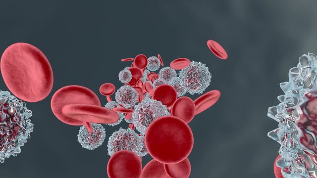 anatomically correct Erythrocytes and Monocyte cells flowing in the blood stream.
