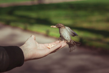 Воробей на ладони A sparrow in the palm of your hand