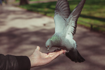 голубь на ладони pigeon in the palm of your hand