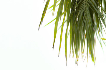 Bamboo leaves on a white background