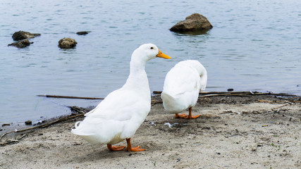 Duck familiy in lake