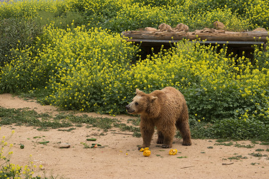 รูปภาพBrownbear – เลือกดูภาพถ่ายสต็อก เวกเตอร์ และวิดีโอ393 | Adobe Stock