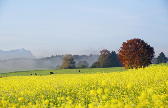 Germany, Bavaria, Upper Bavaria, autumnal landscape near Icking