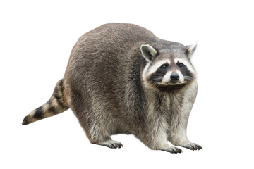 raccoon