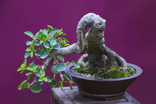 Bonsai tree ficus retusa umbrella silvassa Union Territory Shivajinagar, Pune, Maharashtra