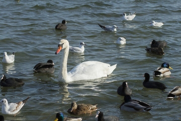 Many birds in the sea coast, close up wild life picture 