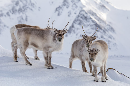 Renifery w wiosennych śniegach