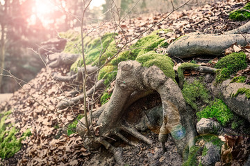 root moss