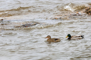 two ducks swim along the seaside