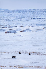 Buffalo Foraging for Grass in the Badlands of South Dakota