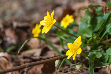 closeup of savage yellow flowers in the forest