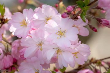 Cherry blossoms of late bloom