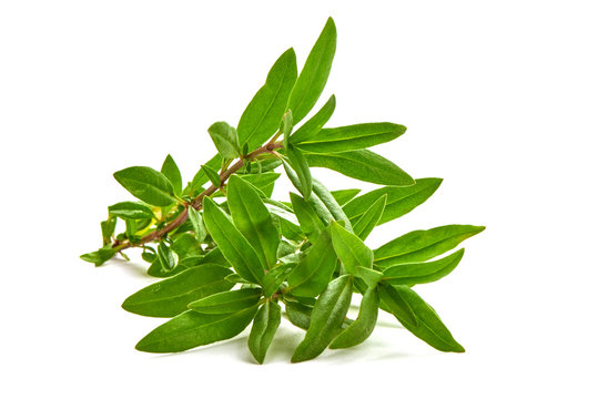 Sprig Of Thyme, Isolated On White Background.