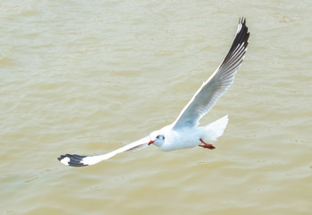 Seagulls are flying at the sea.