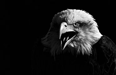 Foto auf Alu-Dibond Winner Bird Portrait Photographer of the Year 2016 © Robin