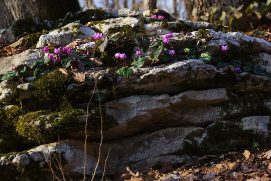 фиолетовые цветы, растущие на камнях