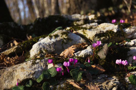 фиолетовые весенние цветы в горах