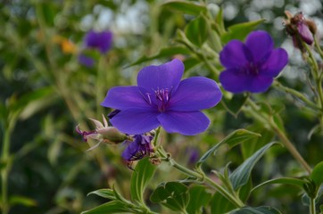 Fototapeta premium Flowers Plants red pink purple violet close view