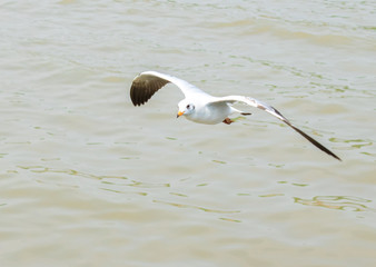 Seagulls are flying at the sea.