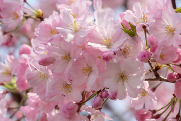 Fototapeta na wymiar Cherry blossoms of late bloom