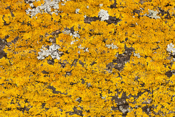 Yellow lichen on a tree.
