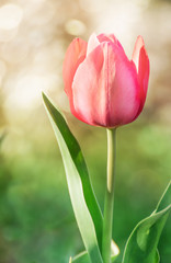 Pink tulip flower close-up on green background